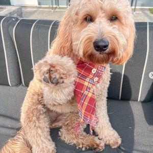 SNB Pawshop | Dog Scarf